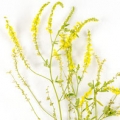 Melilot or Sweet Clover